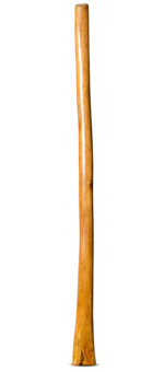 Gloss Finish Didgeridoo (TW1167)